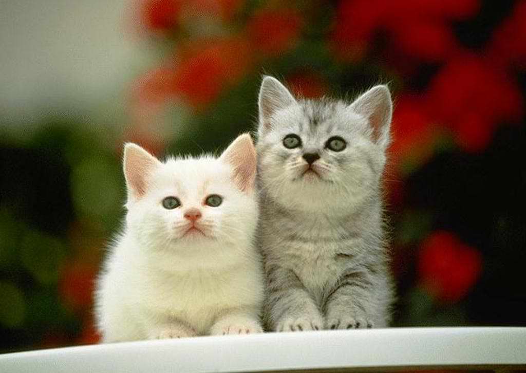 Gatti (37)